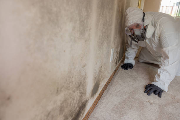 Whiting, IN Mold Removal Services Company